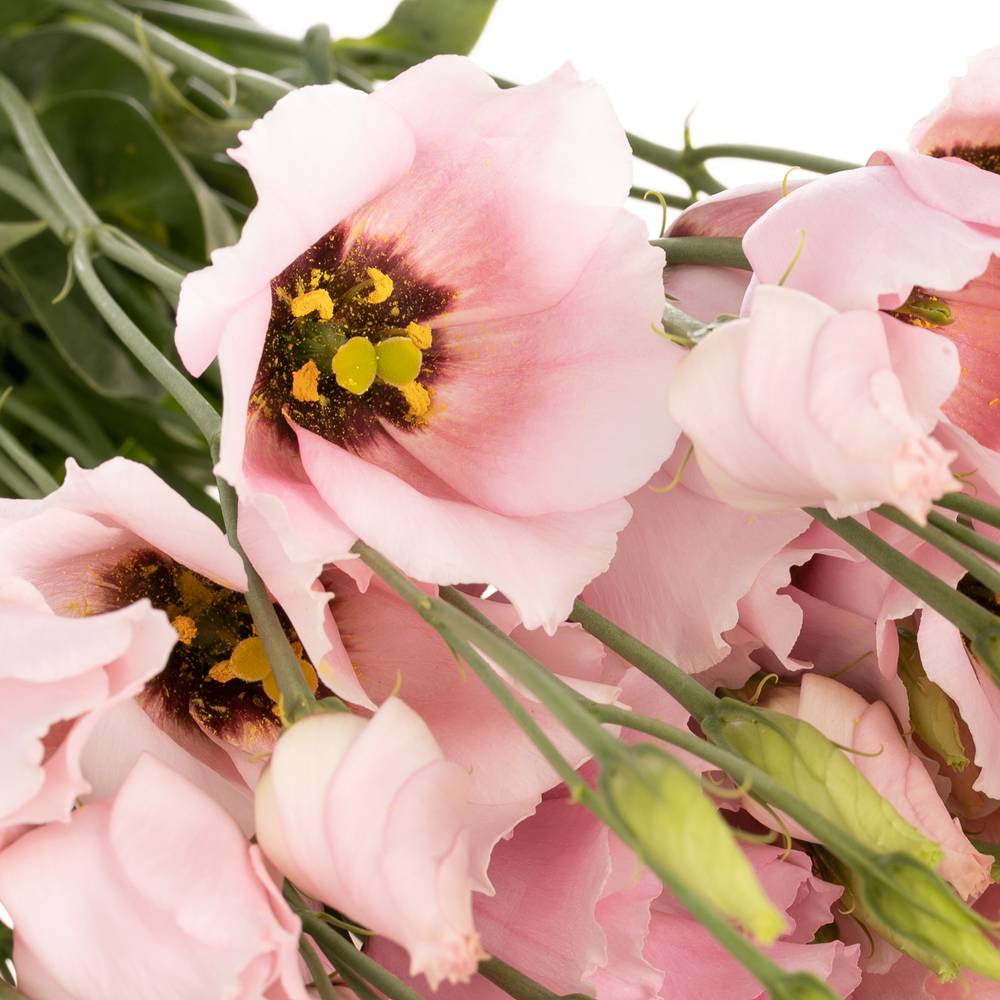 Lisianthus rosa Soft 5+Blüte 70cm