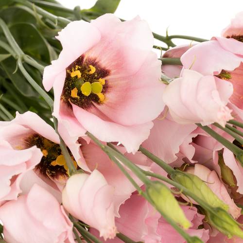 Lisianthus rosa Soft 5+Blüte 70cm