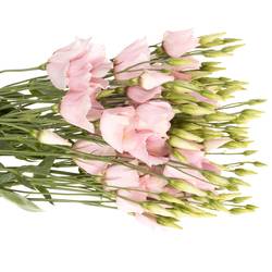 Lisianthus rosa Soft 5+Blüte 70cm