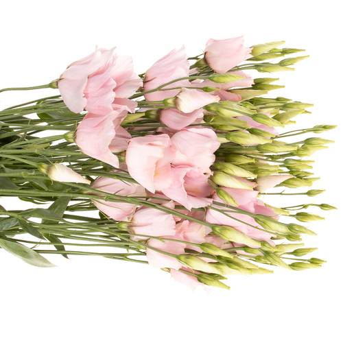 Lisianthus rosa Soft 5+Blüte 70cm