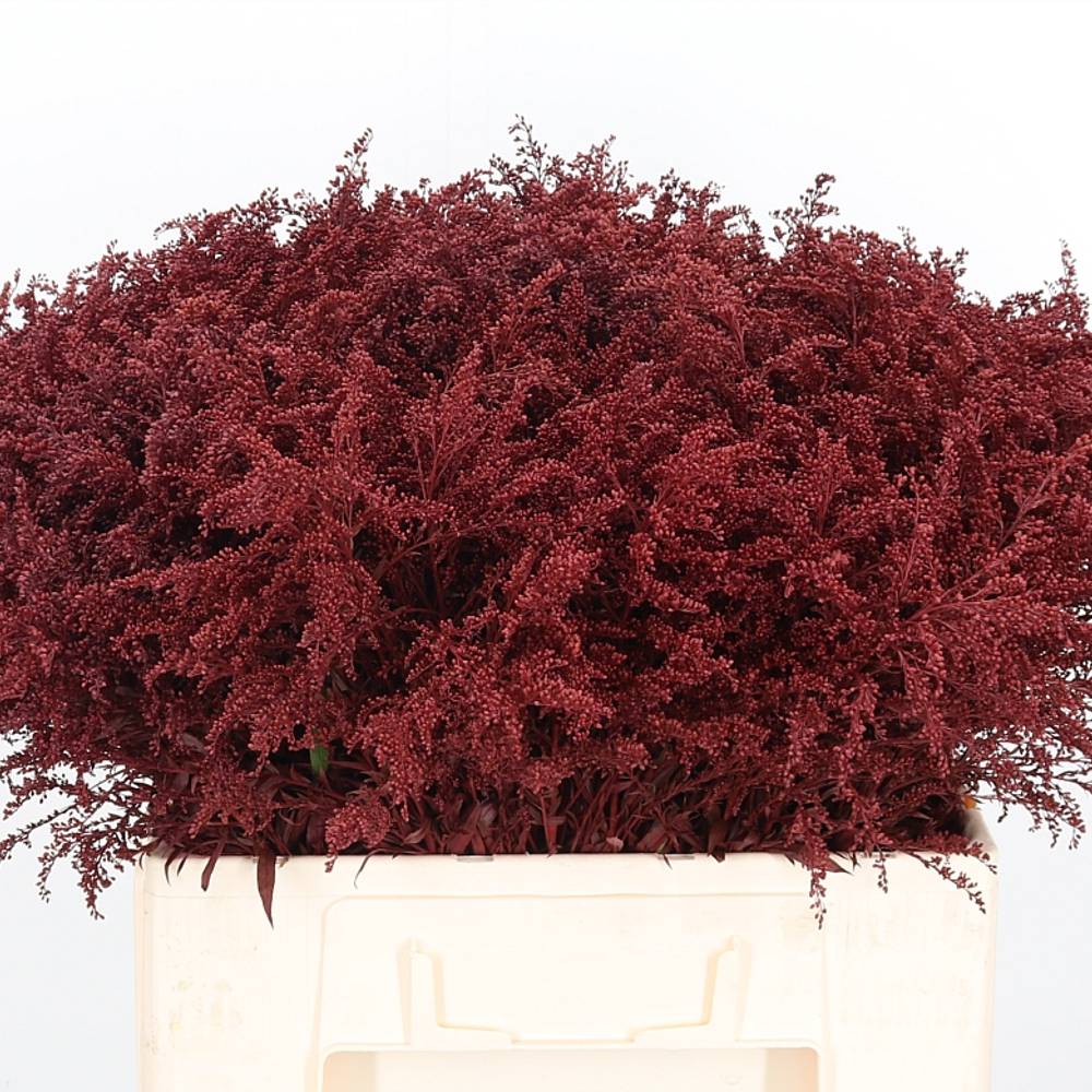 Solidago weinrot gefärbt 70cm 30 Gramm