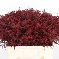 Solidago weinrot gefärbt 70cm 30 Gramm