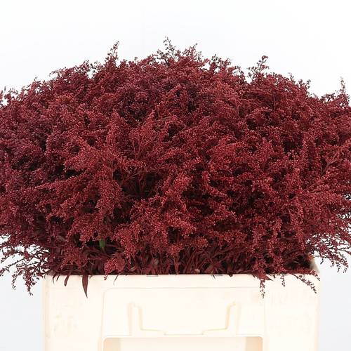 Solidago weinrot gefärbt 70cm 30 Gramm