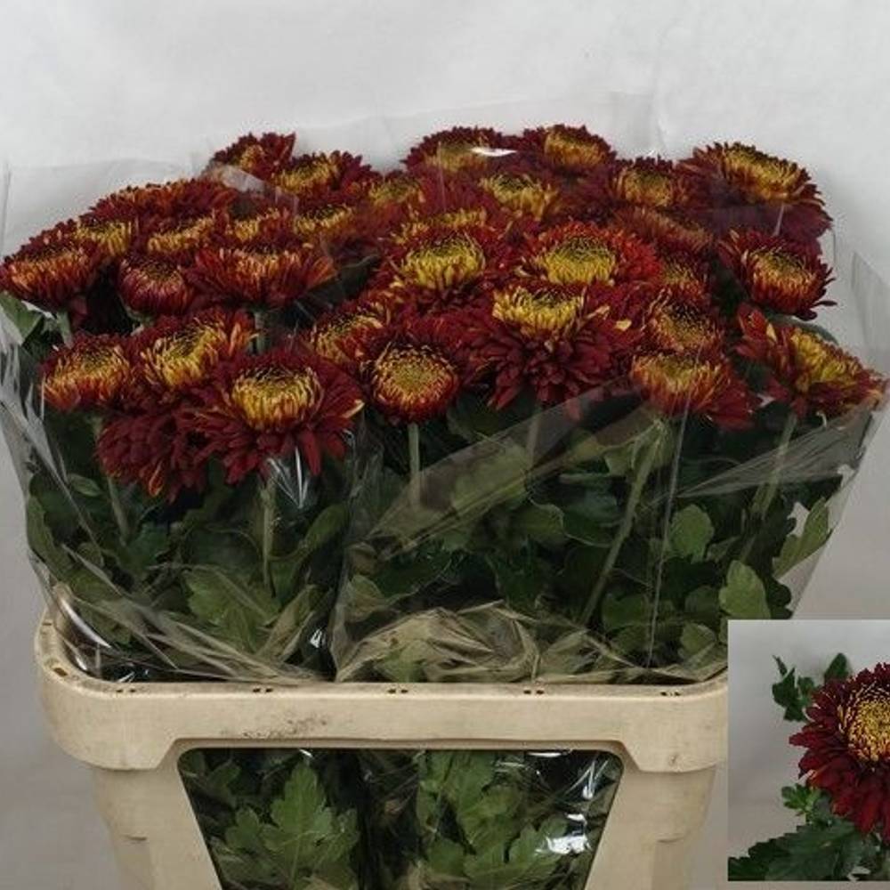 Chrys.Freil.Deko rot-dunkel gelb Laika 80Gramm 80cm