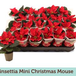 Poins.rot Chrism.Mouse Tüte T06 H13