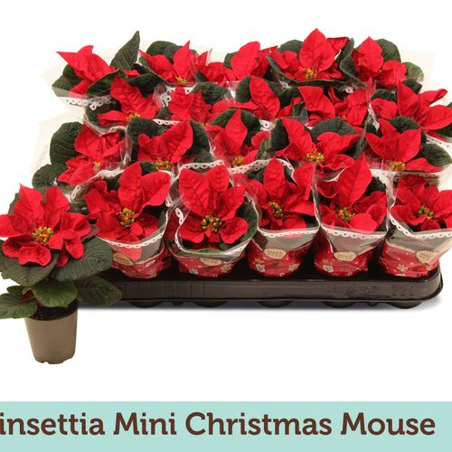 Poins.rot Chrism.Mouse Tüte T06 H13
