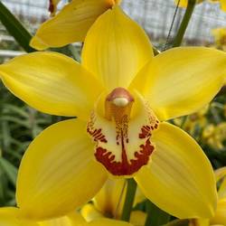 Cymbidium gelb Cab 80cm 13+Blüte