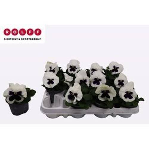 Stiefmütterchen F1 weiss mit Auge T09 H015