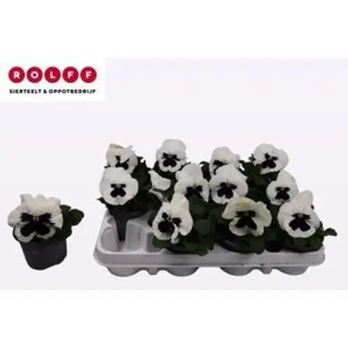 Stiefmütterchen F1 weiss mit Auge T09 H015