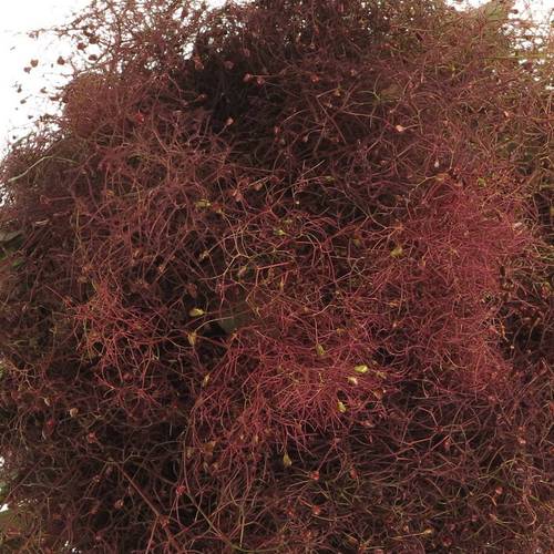 Perucken Red Fountan 40cm