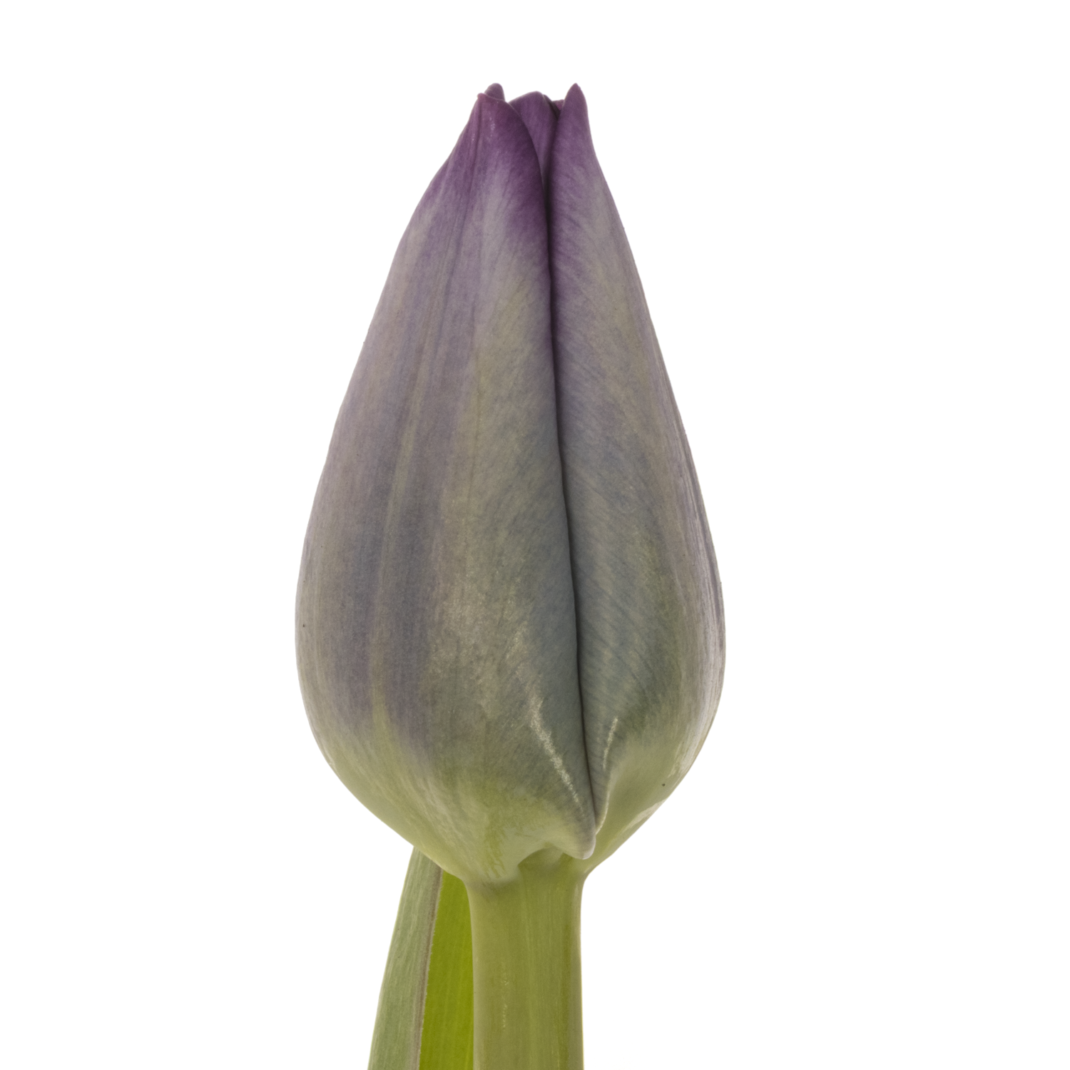 Tulpe lila Saigon 40 Gramm