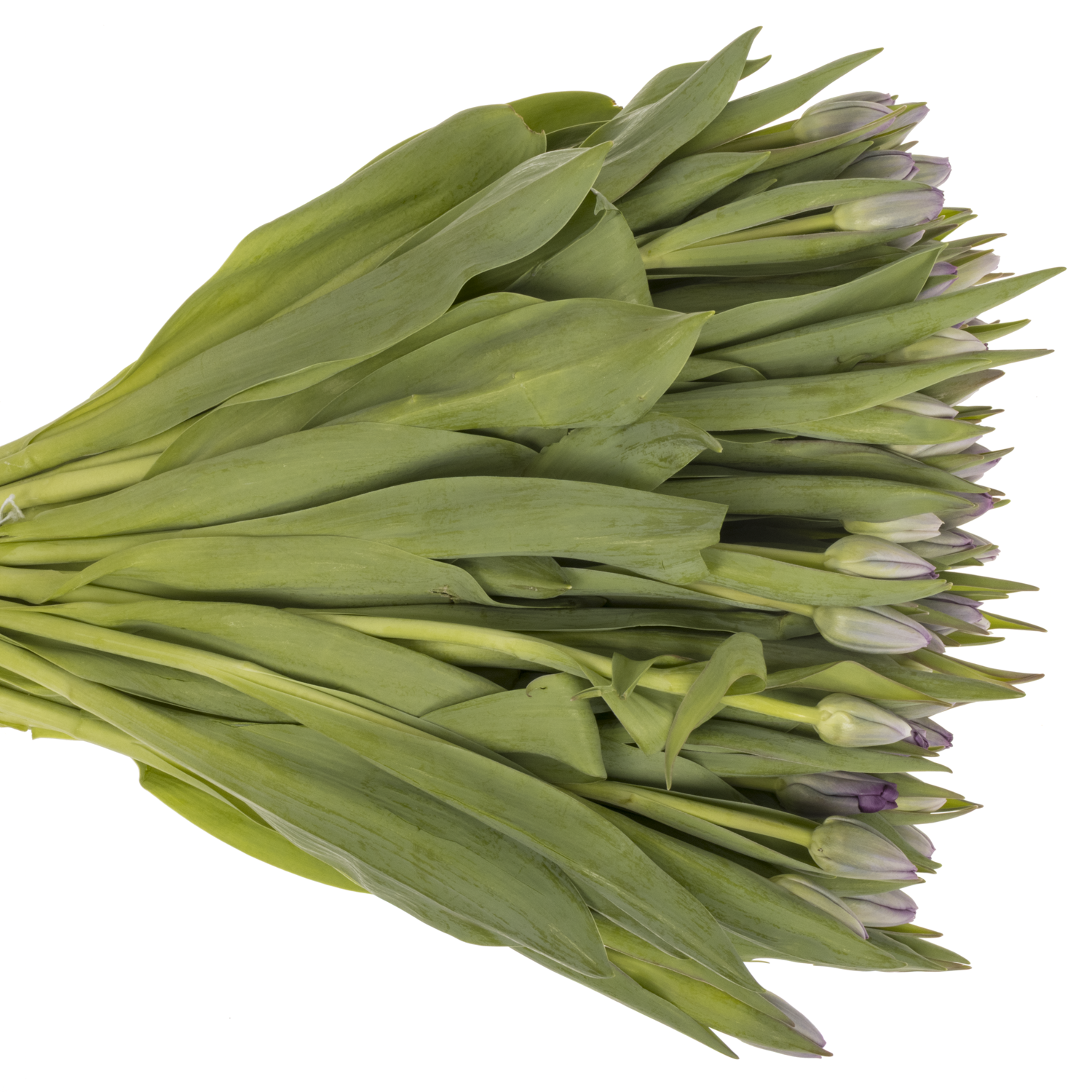 Tulpe lila Saigon 40 Gramm