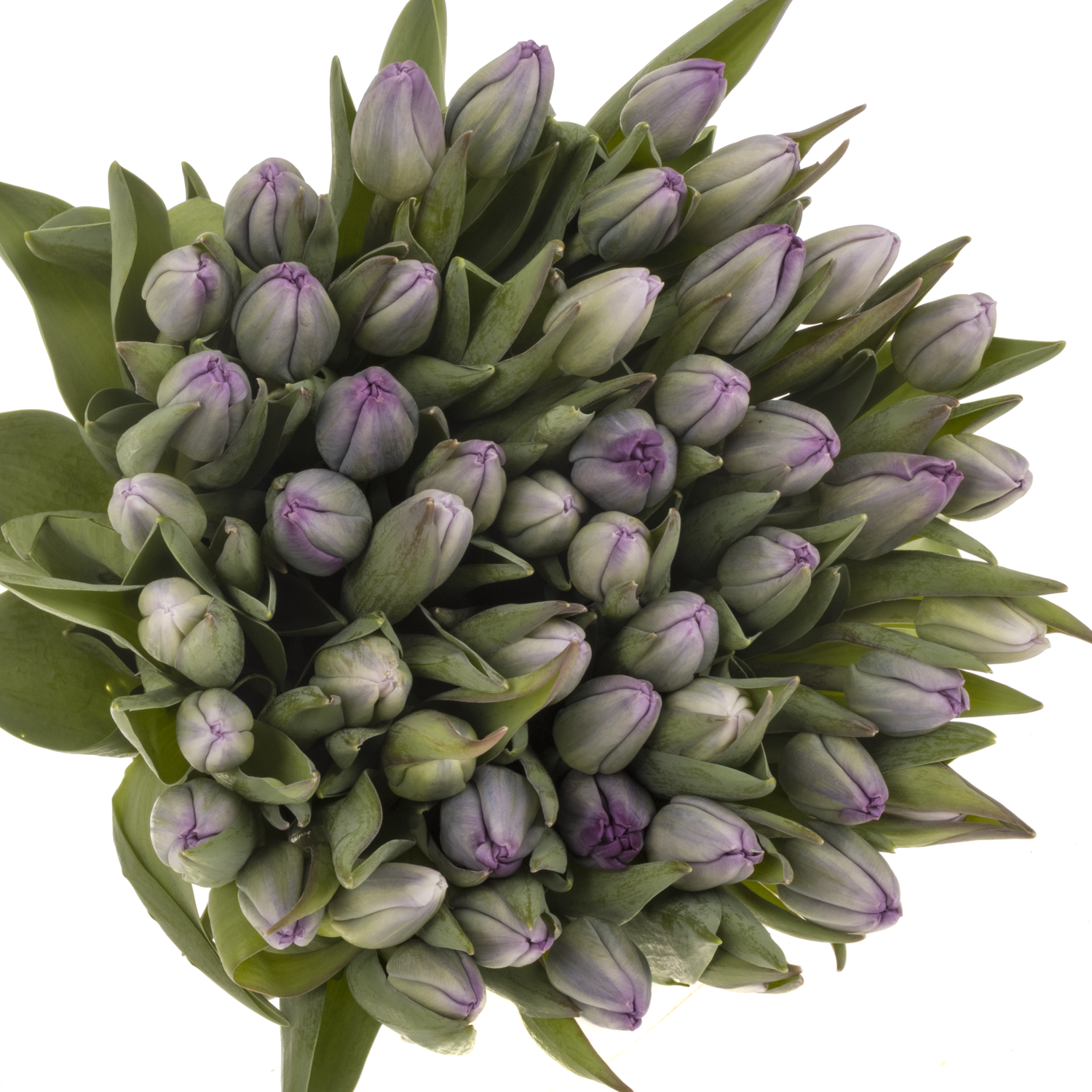 Tulpe lila Saigon 40 Gramm