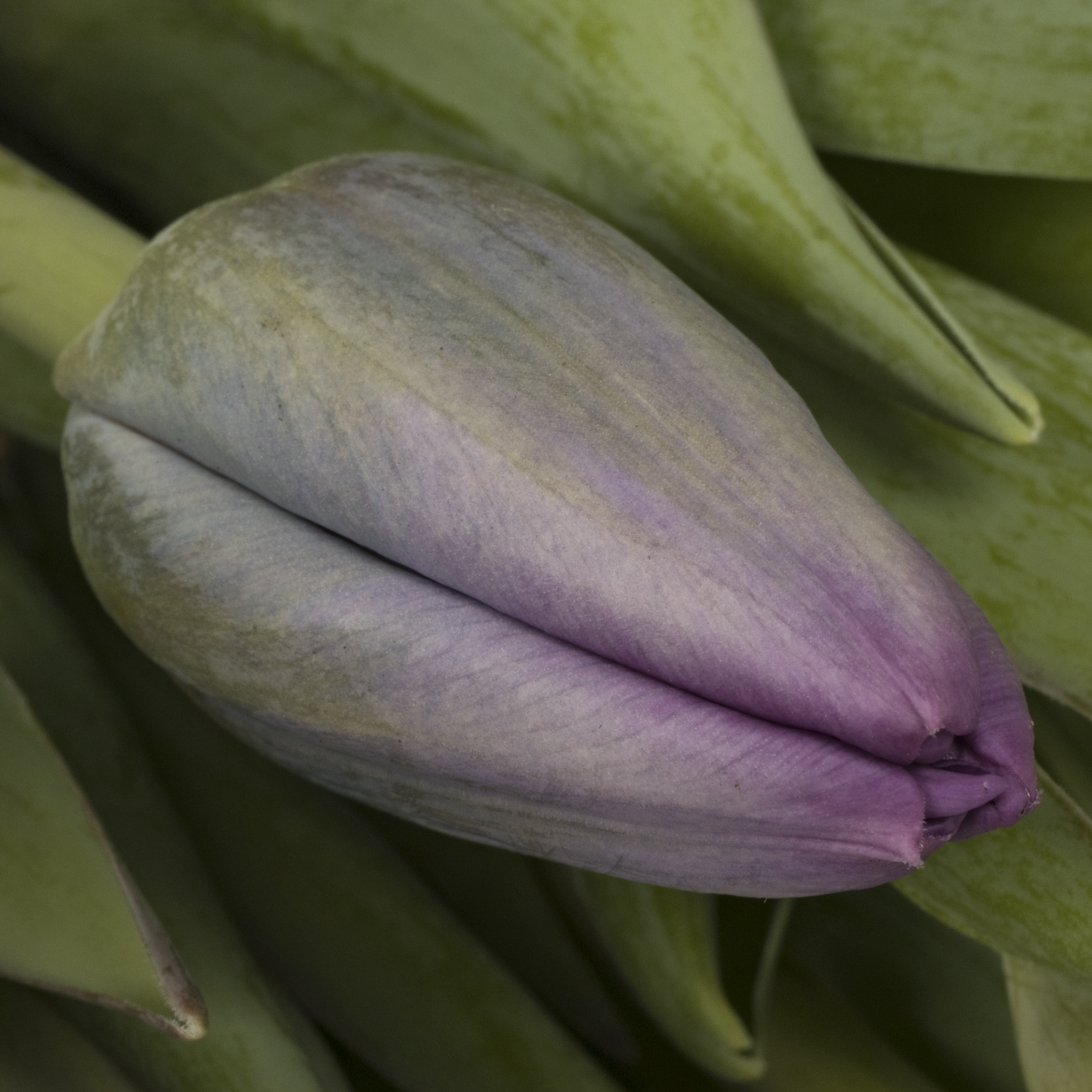 Tulpe lila Saigon 40 Gramm