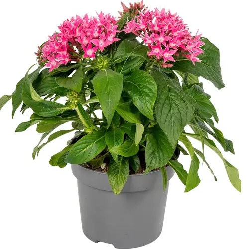 Pentas rosa T13 H025