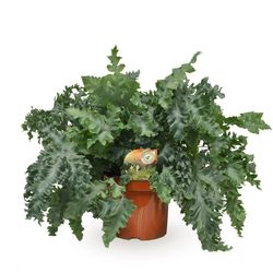 Phlebodium Davana T26 H60