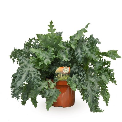 Phlebodium Davana T26 H60