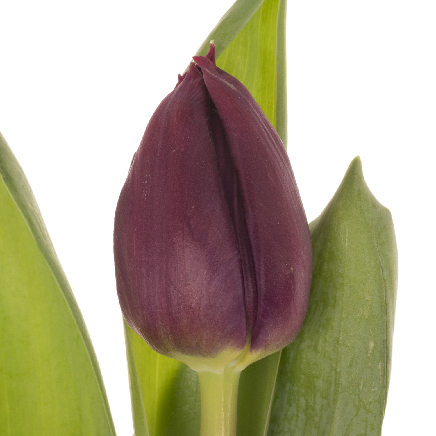 Tulpe lila doppel Pontiac 40 Gramm