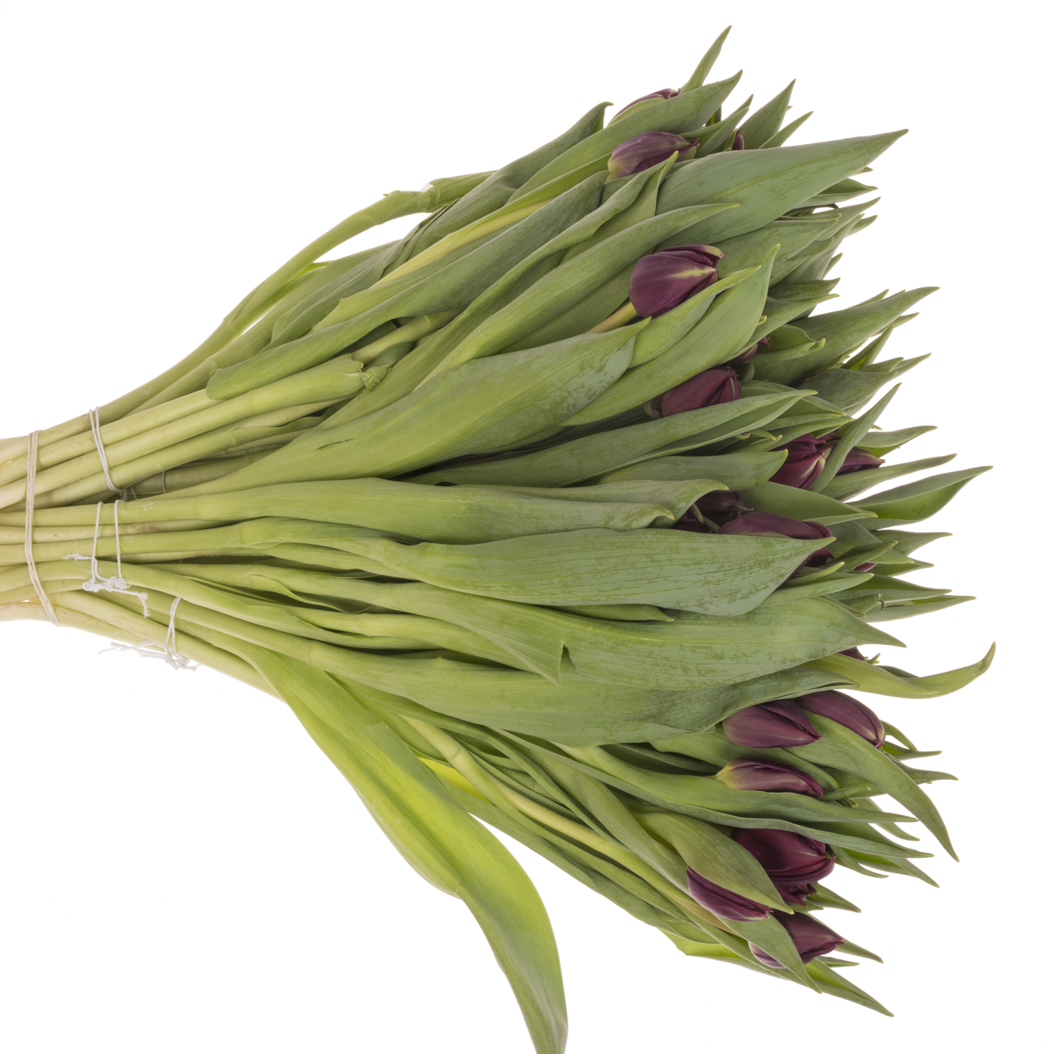 Tulpe lila doppel Pontiac 40 Gramm