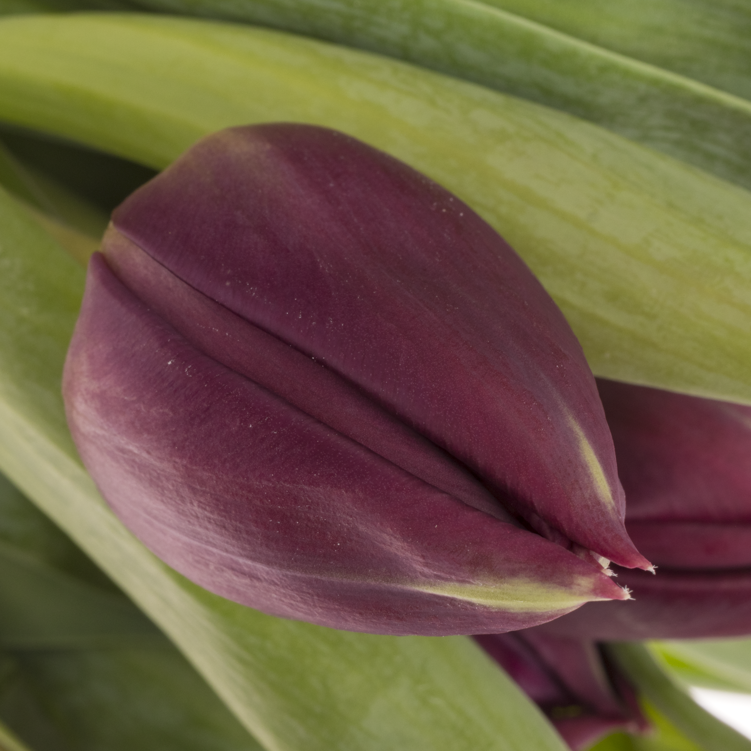 Tulpe lila doppel Pontiac 40 Gramm