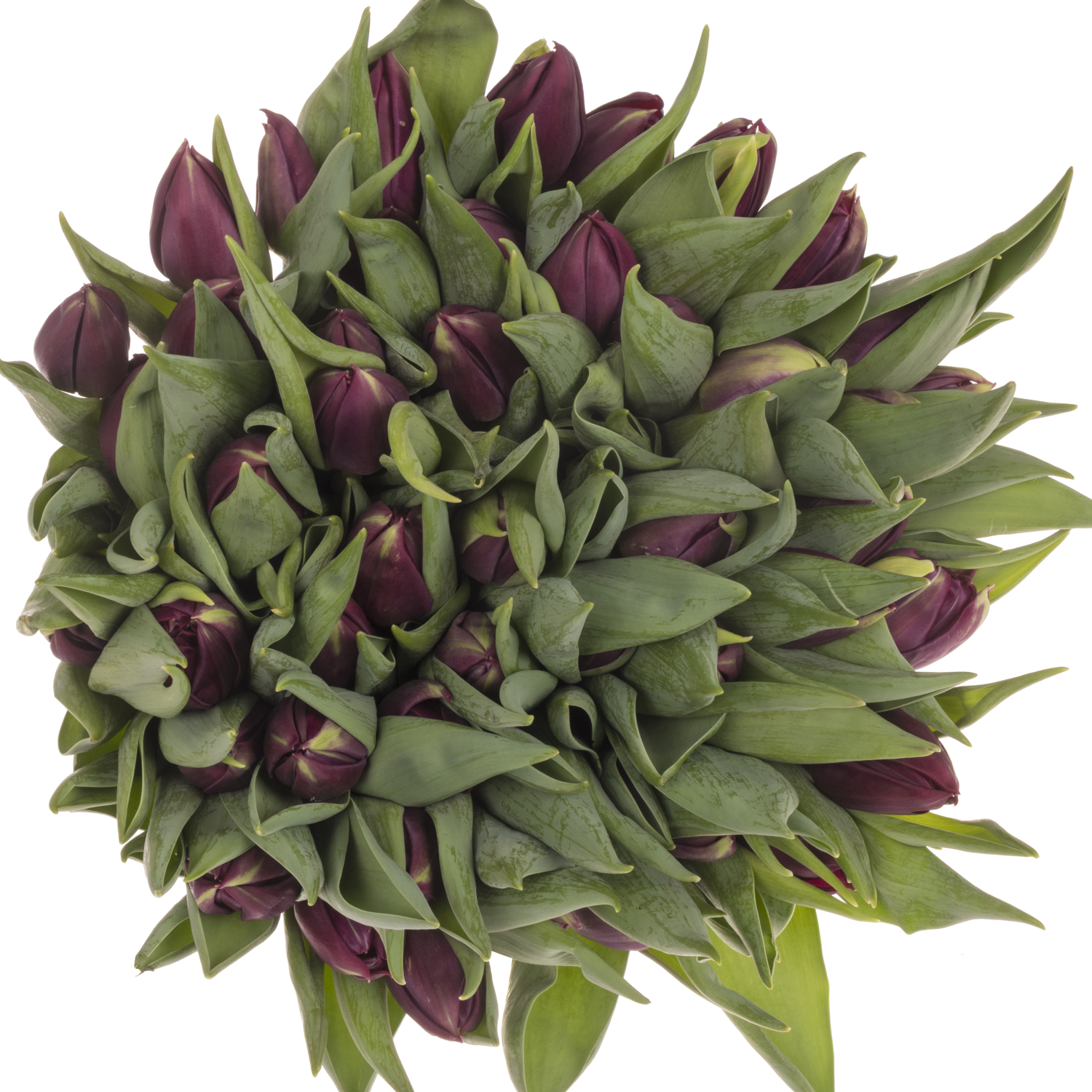 Tulpe lila doppel Pontiac 40 Gramm