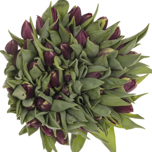 Tulpe lila doppel Pontiac 40 Gramm