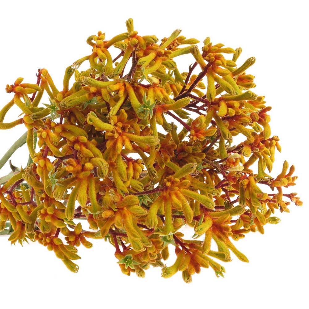 Kangeroo dunkel gelb Gold Fever 90cm