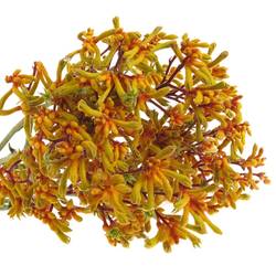 Kangeroo dunkel gelb Gold Fever 90cm