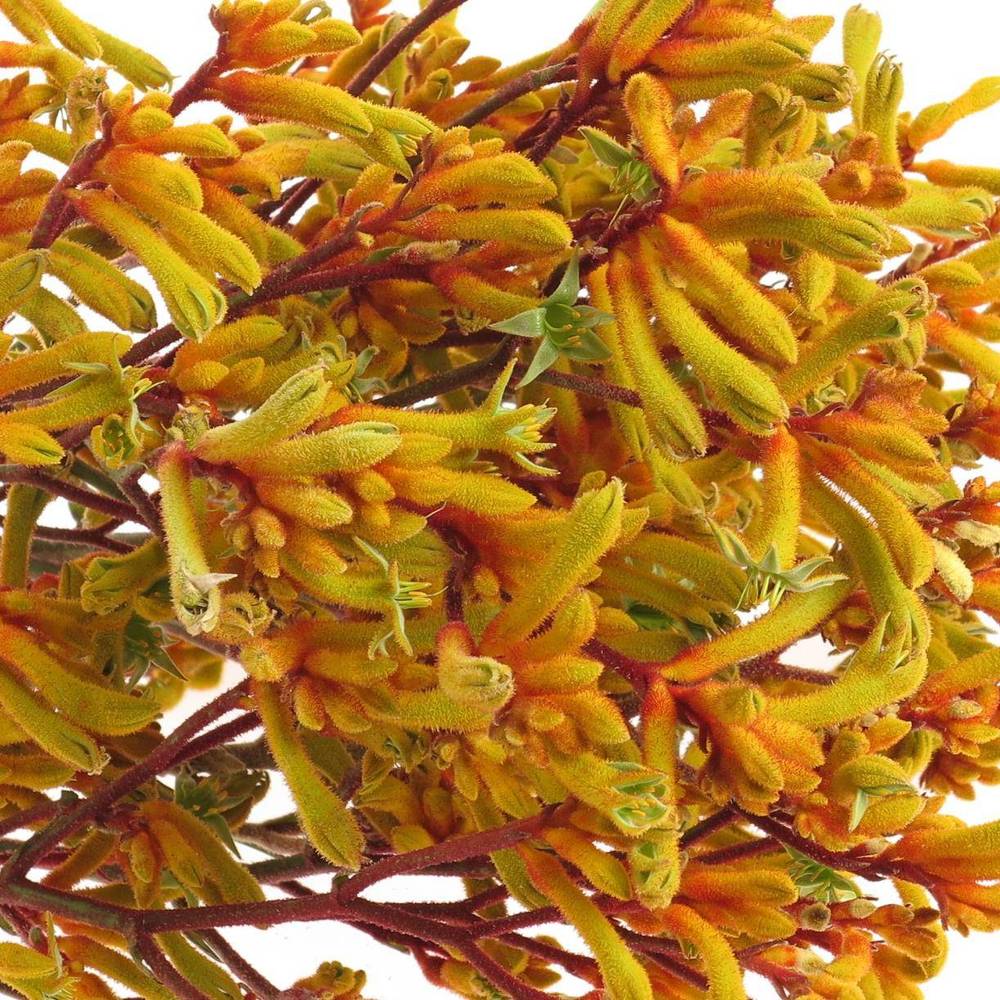 Kangeroo dunkel gelb Gold Fever 90cm