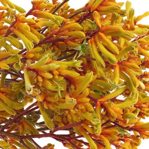 Kangeroo dunkel gelb Gold Fever 90cm