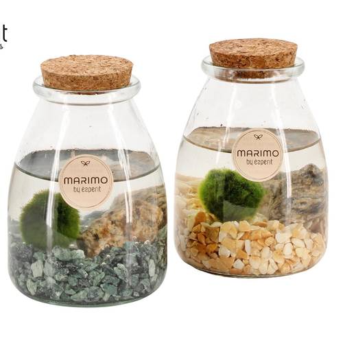 Wasser.Arr mix 90532 Marimo T09 H013