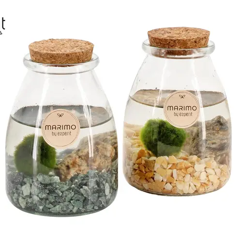 Wasser.Arr mix 90532 Marimo T09 H013