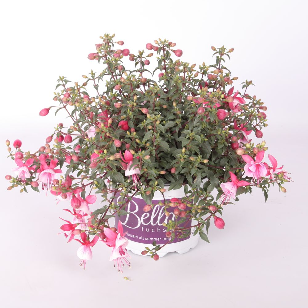 Fuchsia Hilda T17 H30