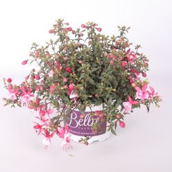 Fuchsia Hilda T17 H30