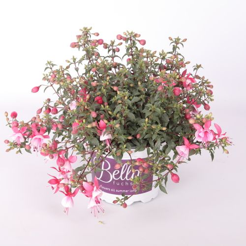 Fuchsia Hilda T17 H30