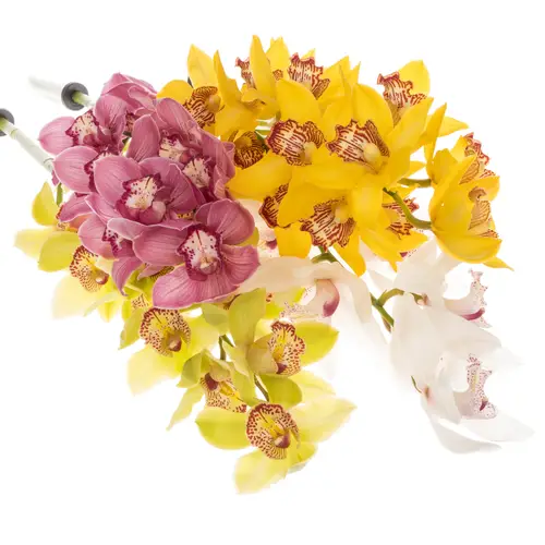 Cymbidium mix Koningshof 80cm 13+Blüte