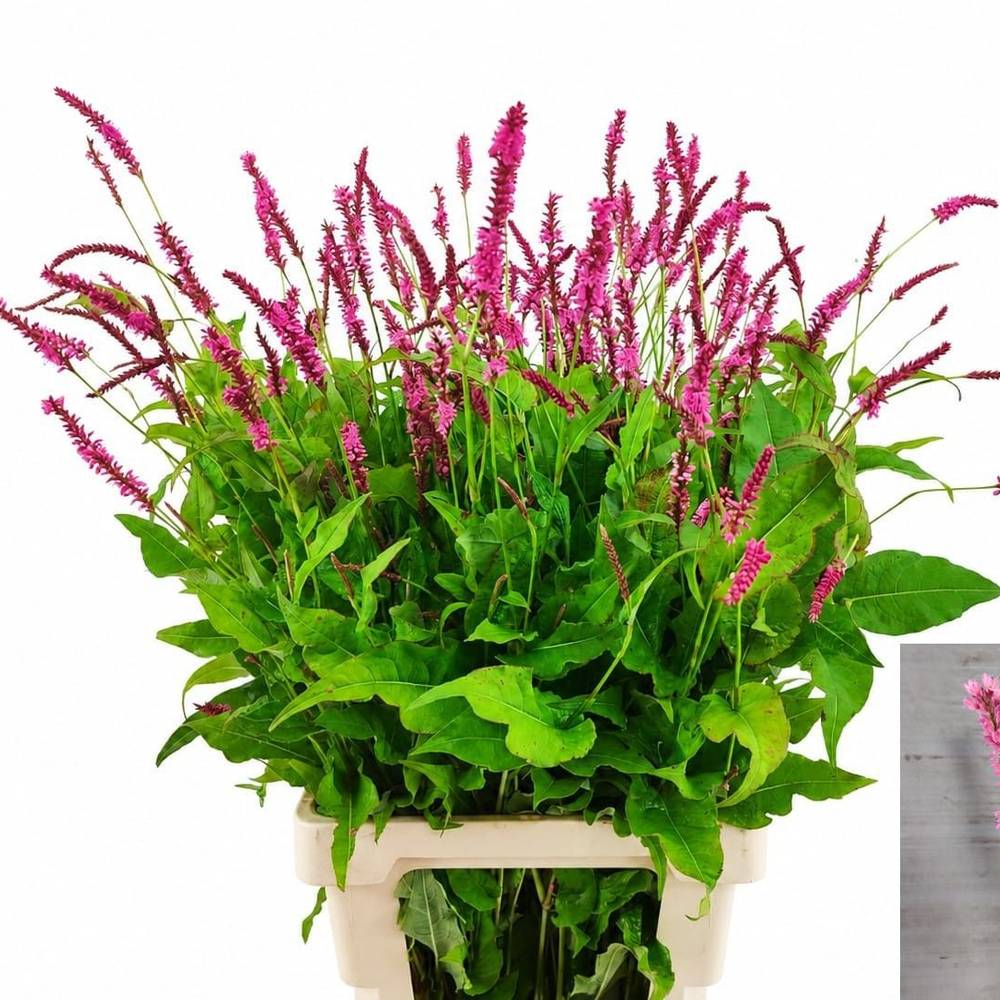 Persicaria fuchsia 80cm