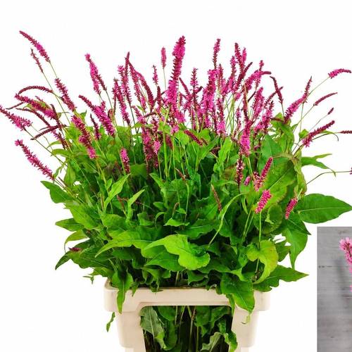 Persicaria fuchsia 80cm