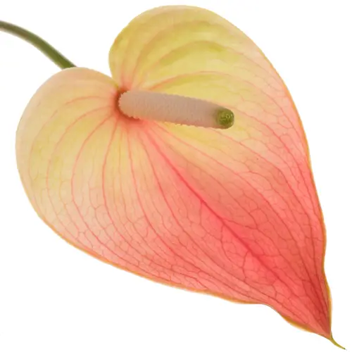 Anthurium rosa/grün Marea Blüte 15cm