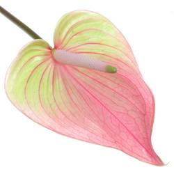 Anthurium rosa Marea Blüte 15cm