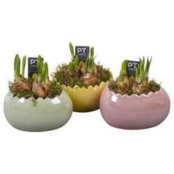Narzis.Arr mix PTNP4492 Ostern T15 H020