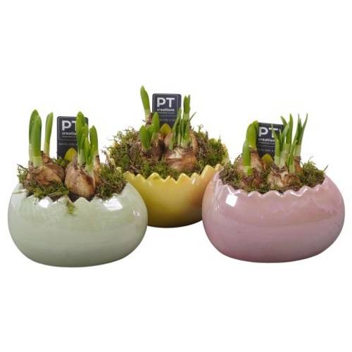 Narzis.Arr mix PTNP4492 Ostern T15 H020