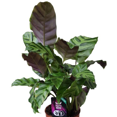 Calathea Greenstar T12 H40