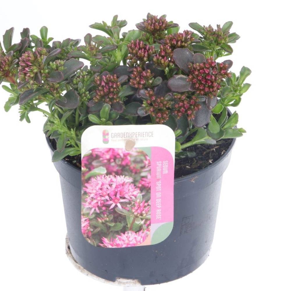 Sedum fuchsia Spot on Deep Rose T13 H020