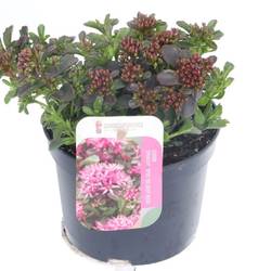 Sedum fuchsia Spot on Deep Rose T13 H020