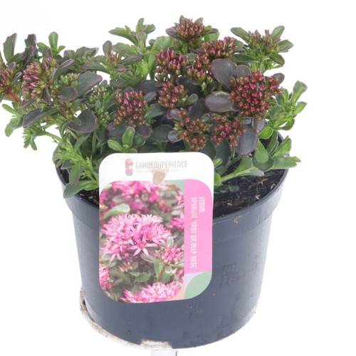 Sedum fuchsia Spot on Deep Rose T13 H020