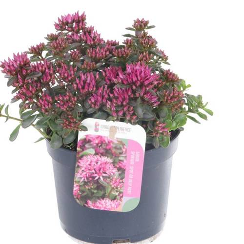Sedum fuchsia Spot on Deep Rose T13 H020