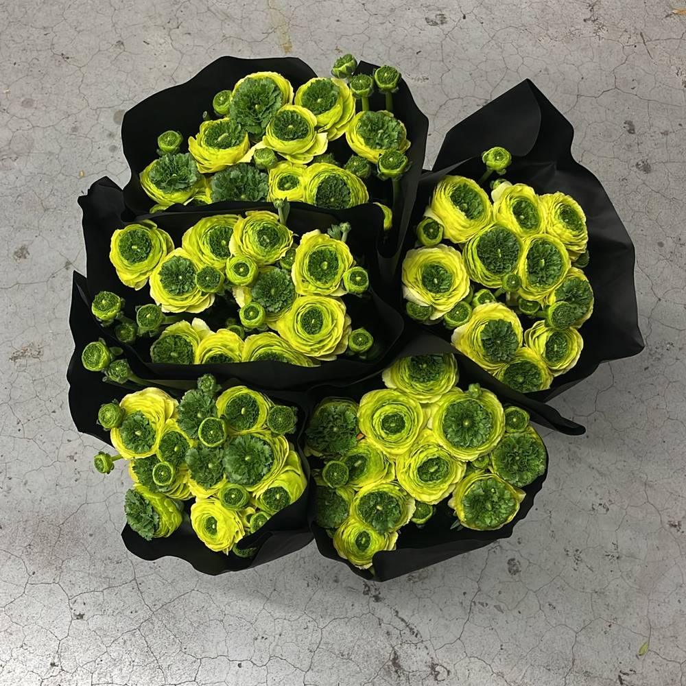 Ranunkel creme-gelb/ grün Cloni Lemon Super 45cm