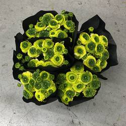 Ranunkel creme-gelb/ grün Cloni Lemon Super 45cm