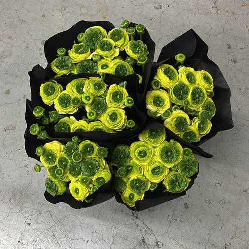 Ranunkel creme-gelb/ grün Cloni Lemon Super 45cm